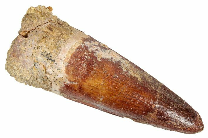 Fossil Spinosaurus Tooth - Real Dinosaur Tooth #348632